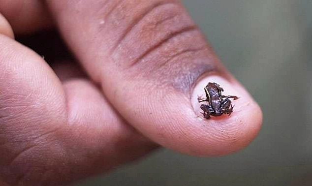 An individual frog Paedophryne amanuensis fits on a human fingernail